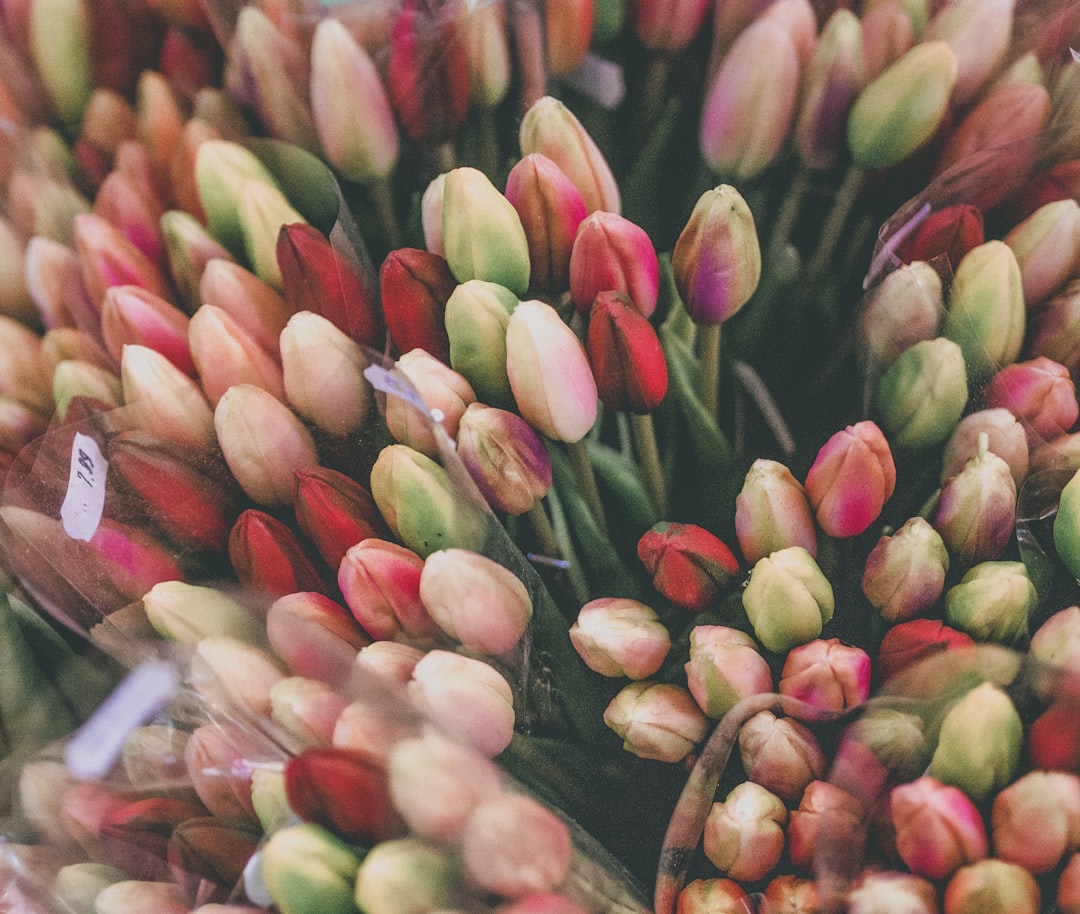 Mercado de Flores en Ámsterdam: el mercado flotante de tulipanes - Singel 630 | Secret World Trip Planner