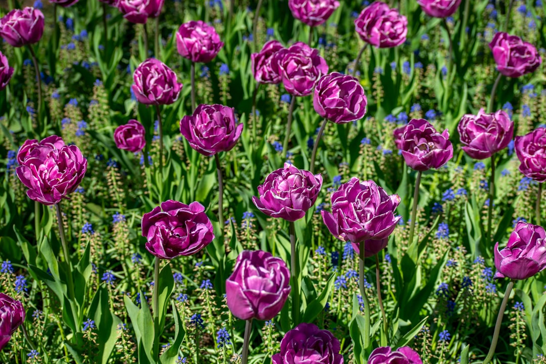 Keukenhof: siete millones de tulipanes en Lisse - Spekkelaan 18 | Secret World Trip Planner