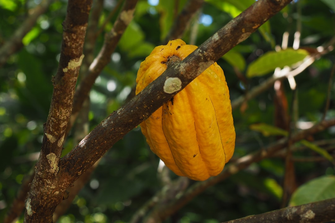 El Yunque: atardeceres en la selva de Puerto Rico - El Yunque | Secret World Trip Planner