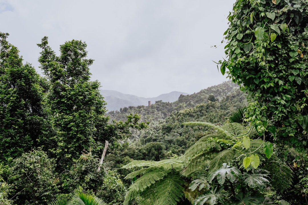 엘 윙크: 푸에르토리코의 열대우림 석양 - El Yunque | Secret World Trip Planner