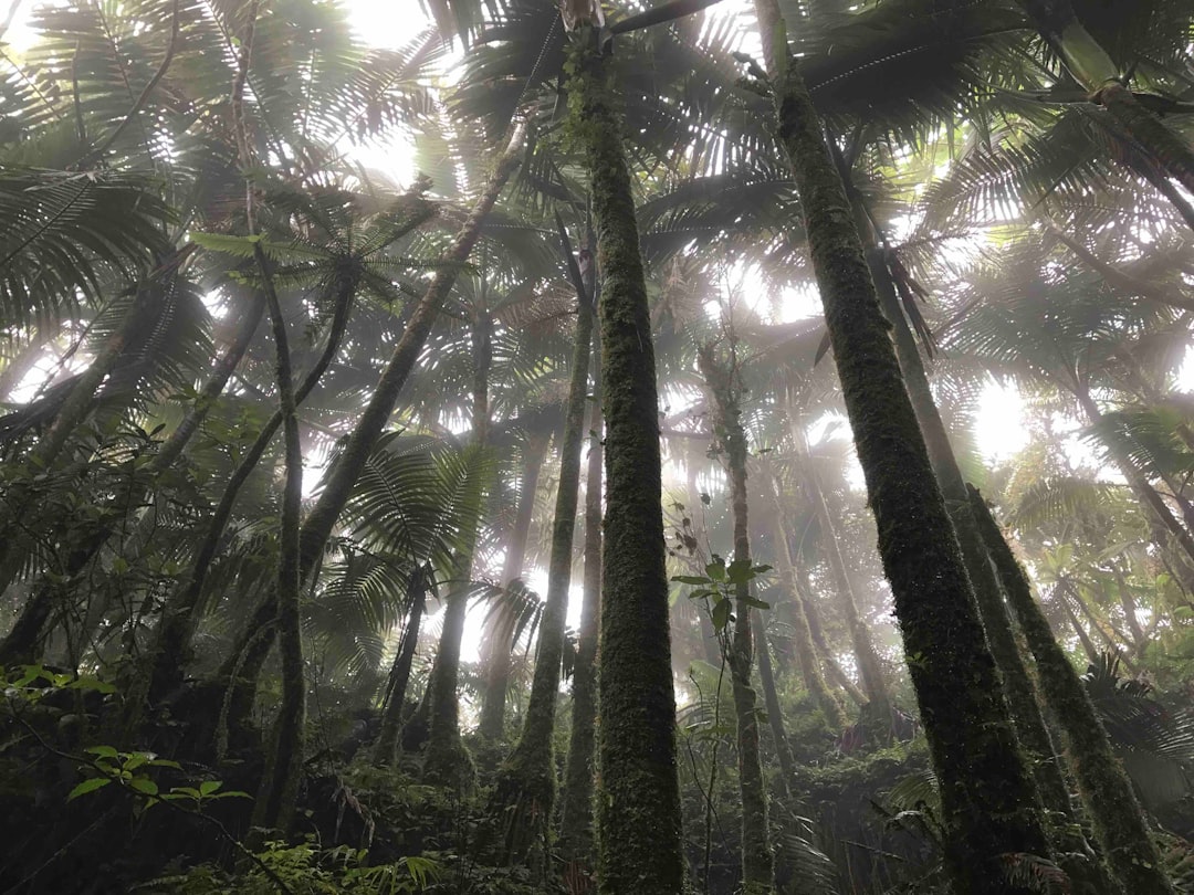 埃尔云克:波多黎各雨林的迷人日落 - El Yunque | Secret World Trip Planner