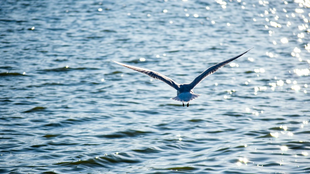 Lago di Palić : la perle Art Nouveau de Serbie — Palic Lake