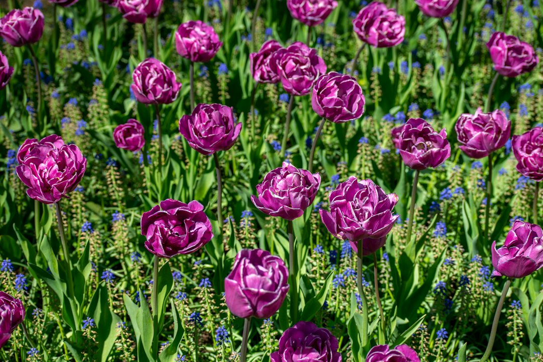 Tulip Fields at Keukenhof: Bike Through the Colors - Zilkerbinnenweg 26 | Secret World Trip Planner