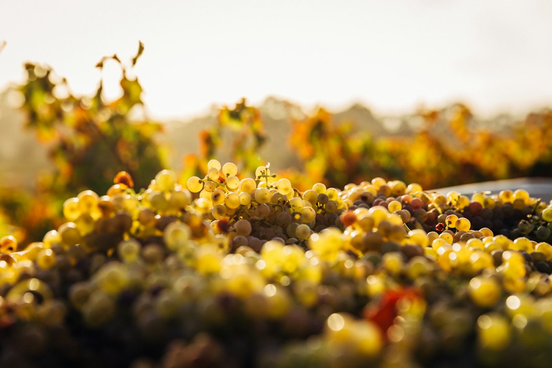 Barossa Valley: Centuries-Old Wines and Vines in Australia — Barossa Valley