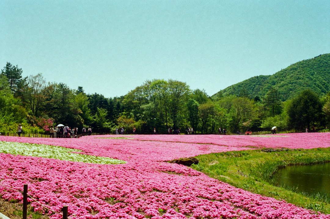 Shibazakura Takinoue: il tappeto rosa di Hokkaido - Mombetsu District | Secret World Trip Planner