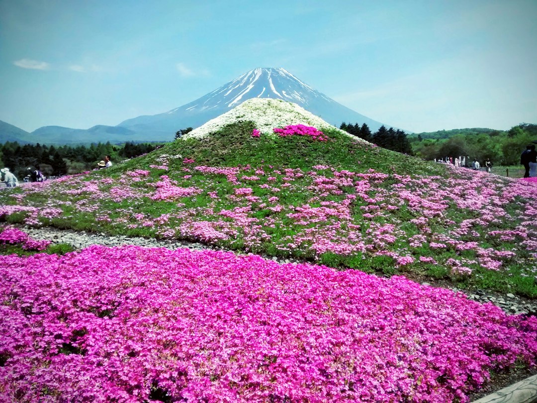 Shibazakura Takinoue: o tapete rosa de Hokkaido - Mombetsu District | Secret World Trip Planner
