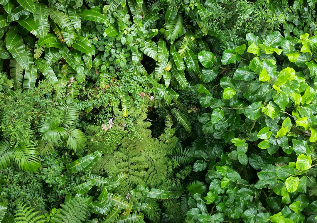 Monteverde: ponti sospesi nella foresta delle nuvole - Provincia di Puntarenas | Secret World Trip Planner