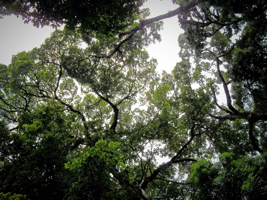 Monteverde: Hängende Brücken im Nebelwald - Provincia di Puntarenas | Secret World Trip Planner