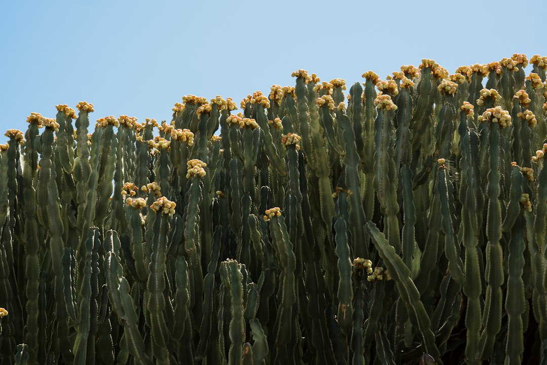 Jardin des Cactus de Lanzarote : volcan et art - 35544 Guatiza | Secret World Trip Planner
