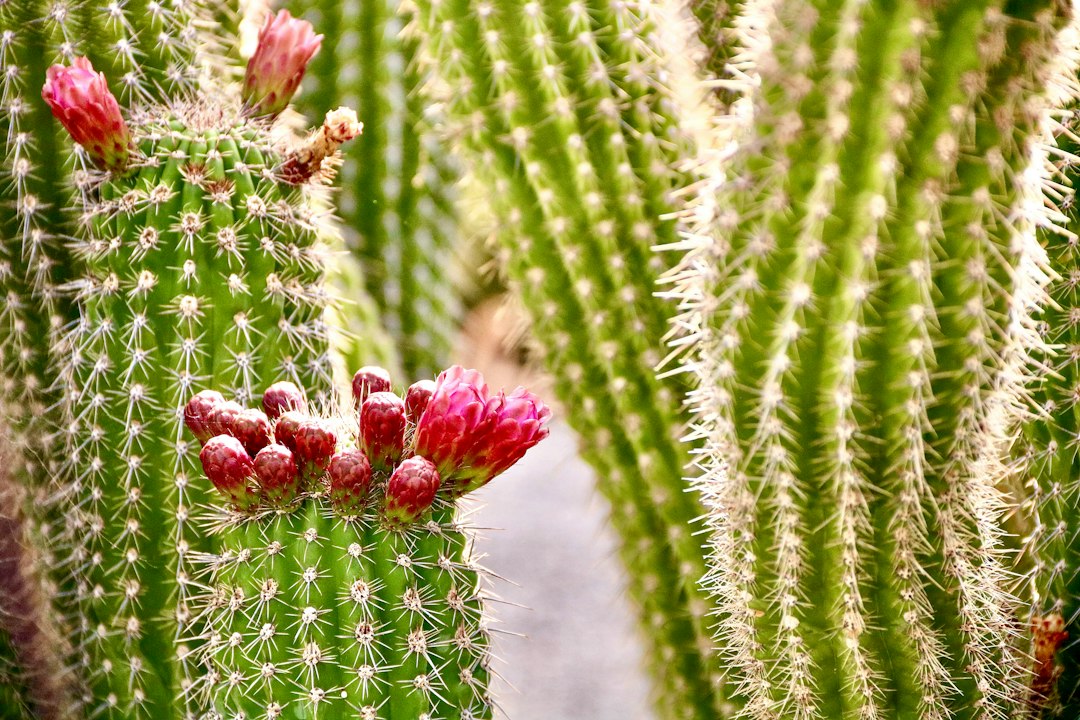 Giardino dei Cactus di Lanzarote: arte y naturaleza - 35544 Guatiza | Secret World Trip Planner