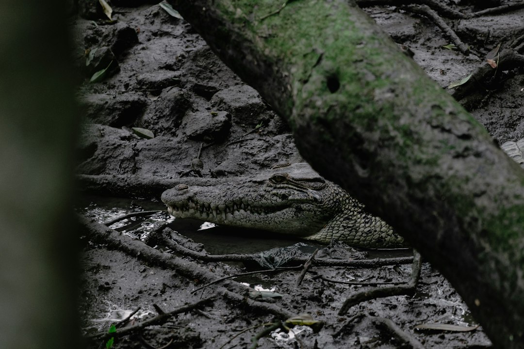 Entdecke das Naturparadies Sungei Buloh - 301 Neo Tiew Cres | Secret World Trip Planner