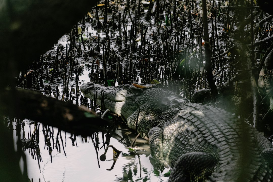 Explora el Paraíso Natural de Sungei Buloh - 301 Neo Tiew Cres | Secret World Trip Planner