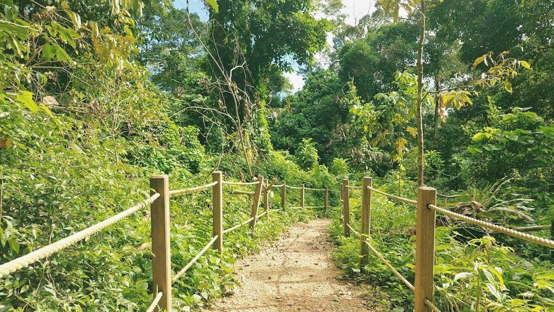Discover the Magic of Bukit Timah Nature Reserve - Hindhede Dr | Secret World Trip Planner