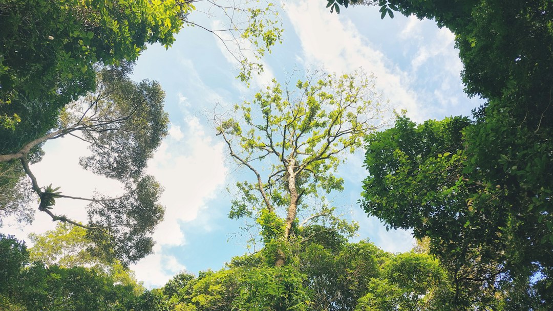 Entdecke die Magie des Bukit Timah Naturreservats — Hindhede Dr