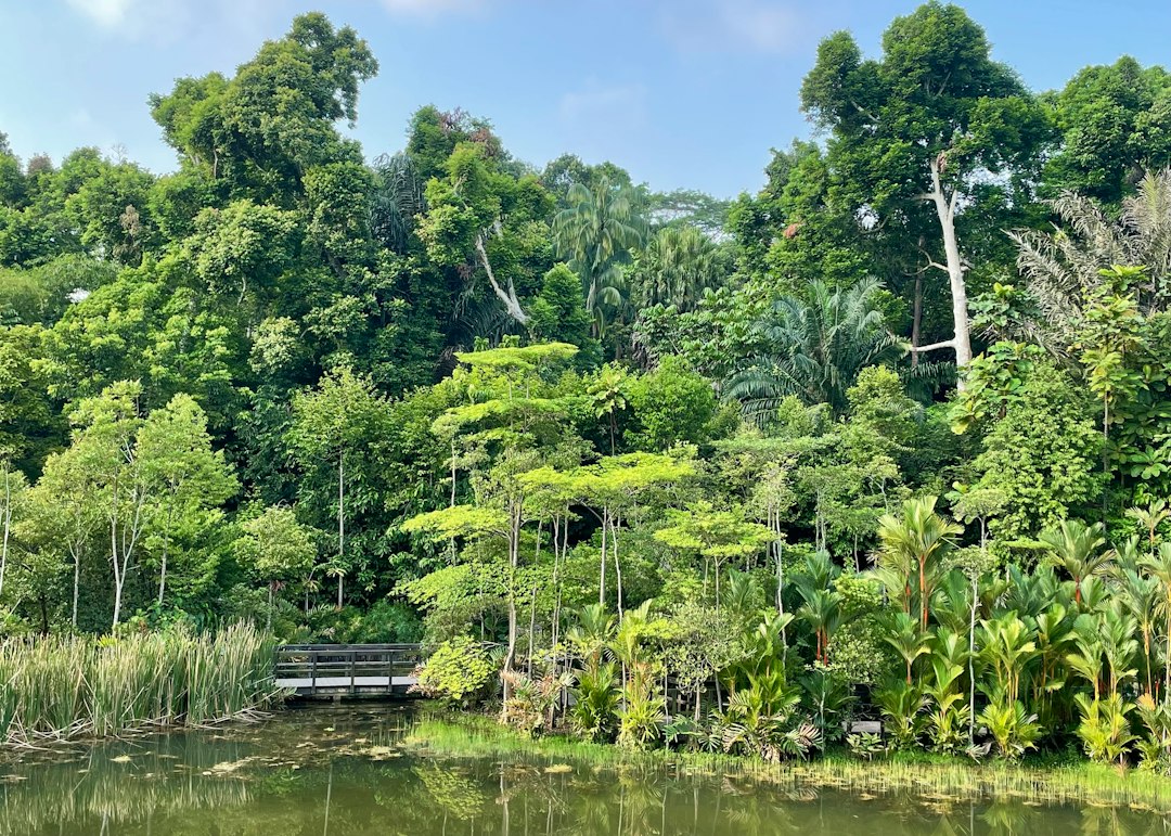 Descubra a Magia do Reservatório MacRitchie - MacRitchie Reservoir | Secret World Trip Planner