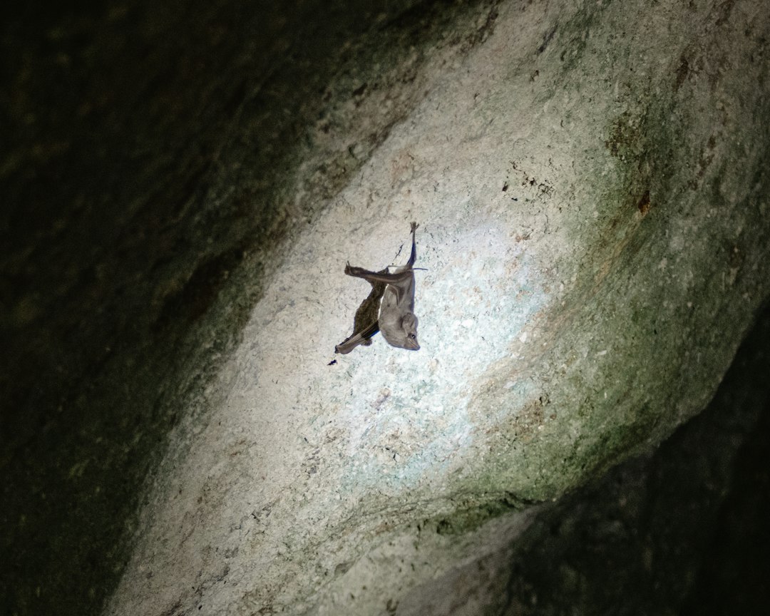 Bat Cave di Krabi: kayak tra le grotte nascoste - Ko Yao District | Secret World Trip Planner