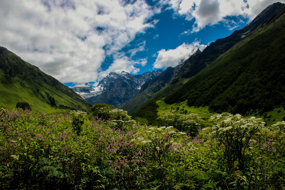 Enchanted Valley: il sentiero nella foresta pluviale di Olympic - Washington | Secret World Trip Planner