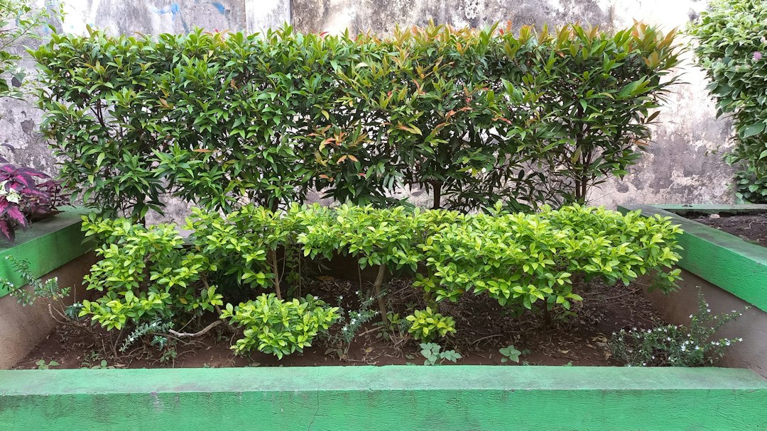 Jardín Botánico de Peradeniya: maravilla verde en Kandy - Kandy - Colombo Rd | Secret World Trip Planner