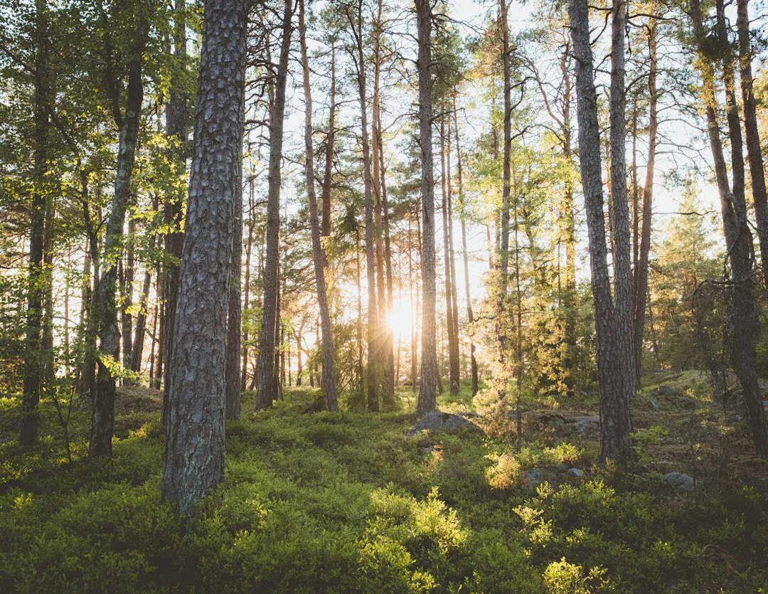 Skogskyrkogården : le cimetière forêt de Stockholm — Sockenvägen