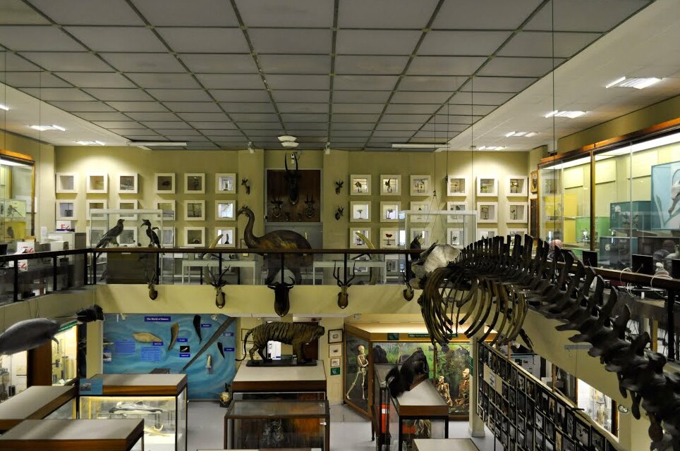 O Museu De Zoologia De Aberdeen — Aberdeen