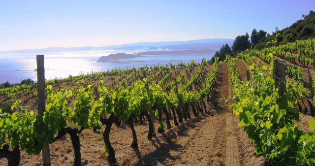 Vinho da Ática - Stamata | Secret World Trip Planner