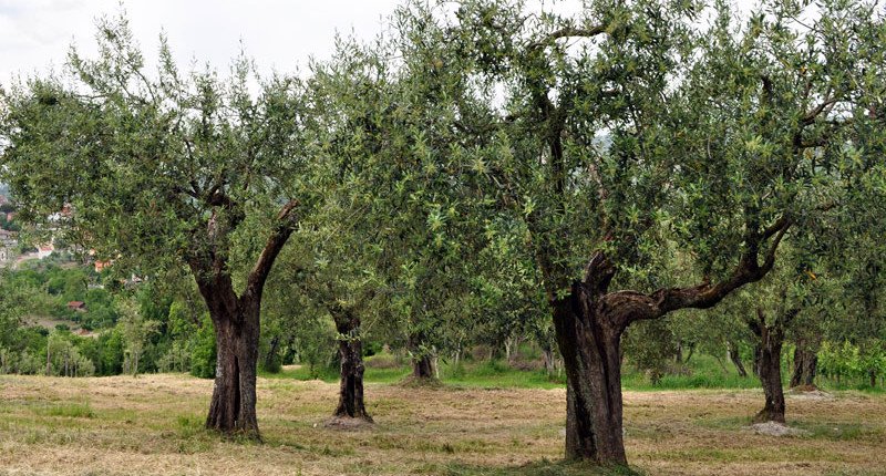 Olivo Ravece - Ariano Irpino | Secret World Trip Planner