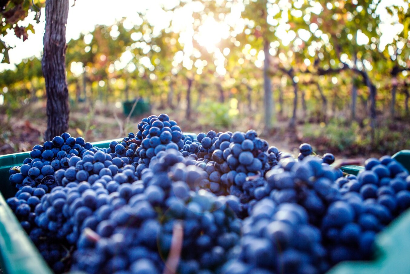 Montefalco : Ein Glas Sagrantino - Geheime Welt - Montefalco | Secret World Trip Planner