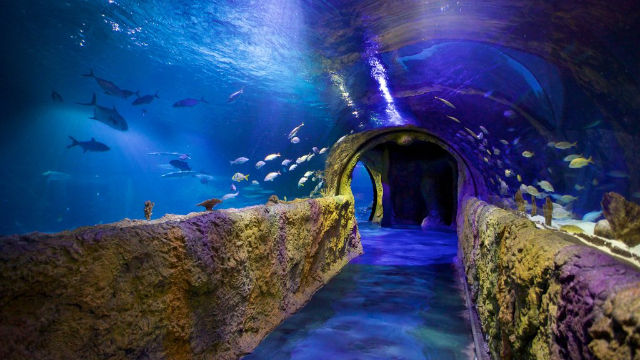 SEA LIFE 올랜도 아쿠아리움 - Orlando | Secret World Trip Planner