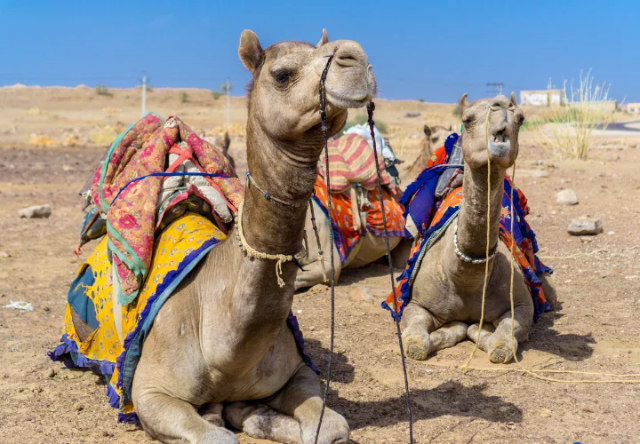 タール砂漠 - Thar Desert | Secret World Trip Planner