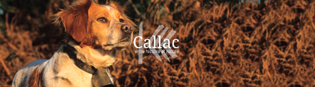 Каллак и бретонские спаниели - Callac | Secret World Trip Planner