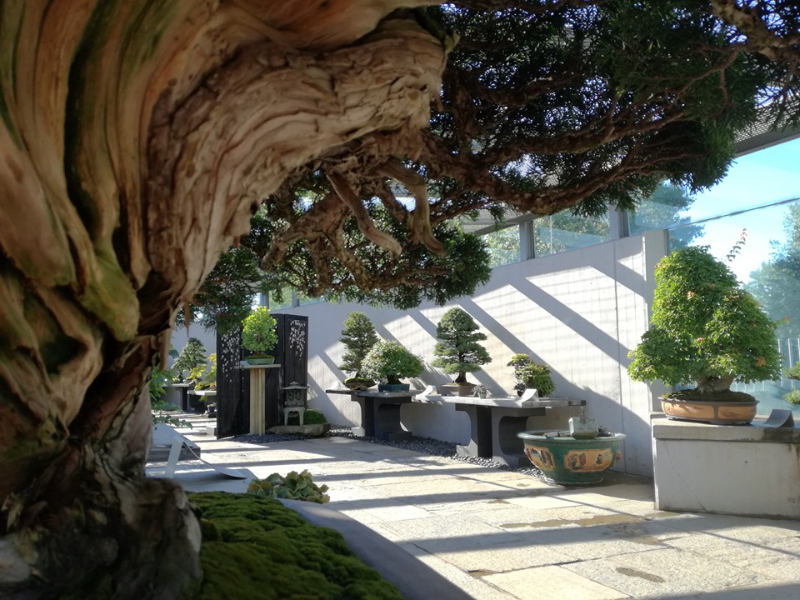 Museum Van Crespi Bonsai - Crespi Bonsai | Secret World Trip Planner