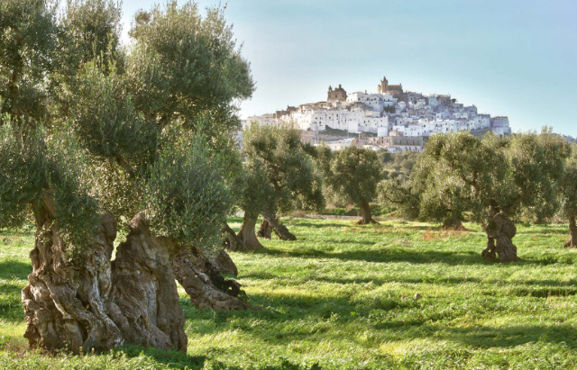 O azeite de Ostuni - Ostuni | Secret World Trip Planner