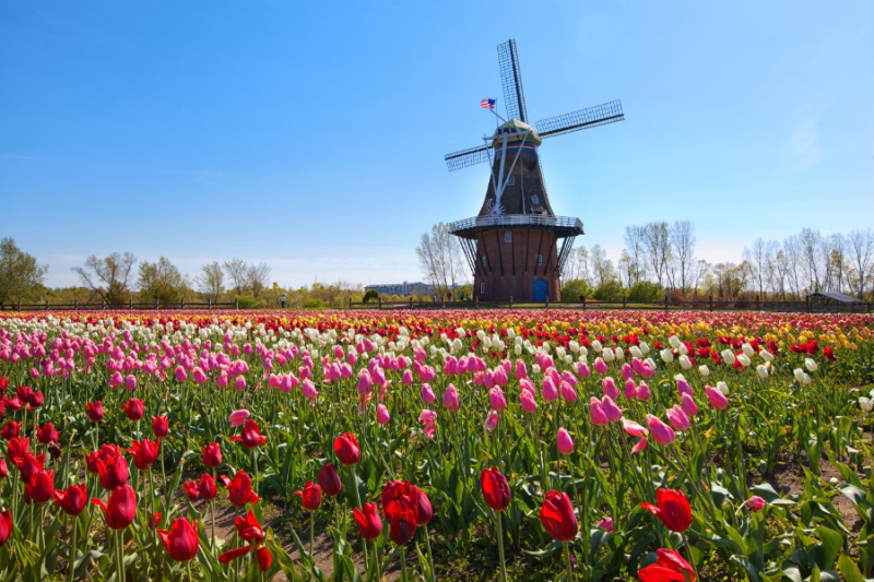 튤립 축제 - Holland | Secret World Trip Planner