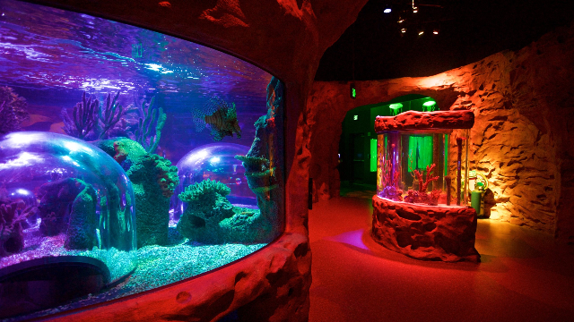Acquario SEA LIFE Orlando - Orlando | Secret World Trip Planner