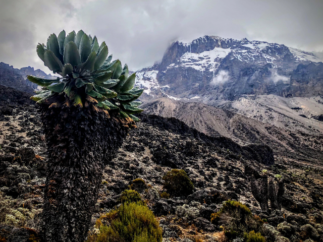 Гиганты Килиманджаро - Mount Kenya National Park | Secret World Trip Planner