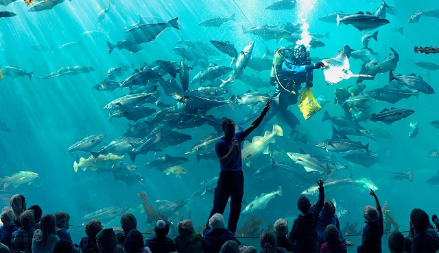 Parque Atlántico Acquario - Tuenesvegen 200 | Secret World Trip Planner