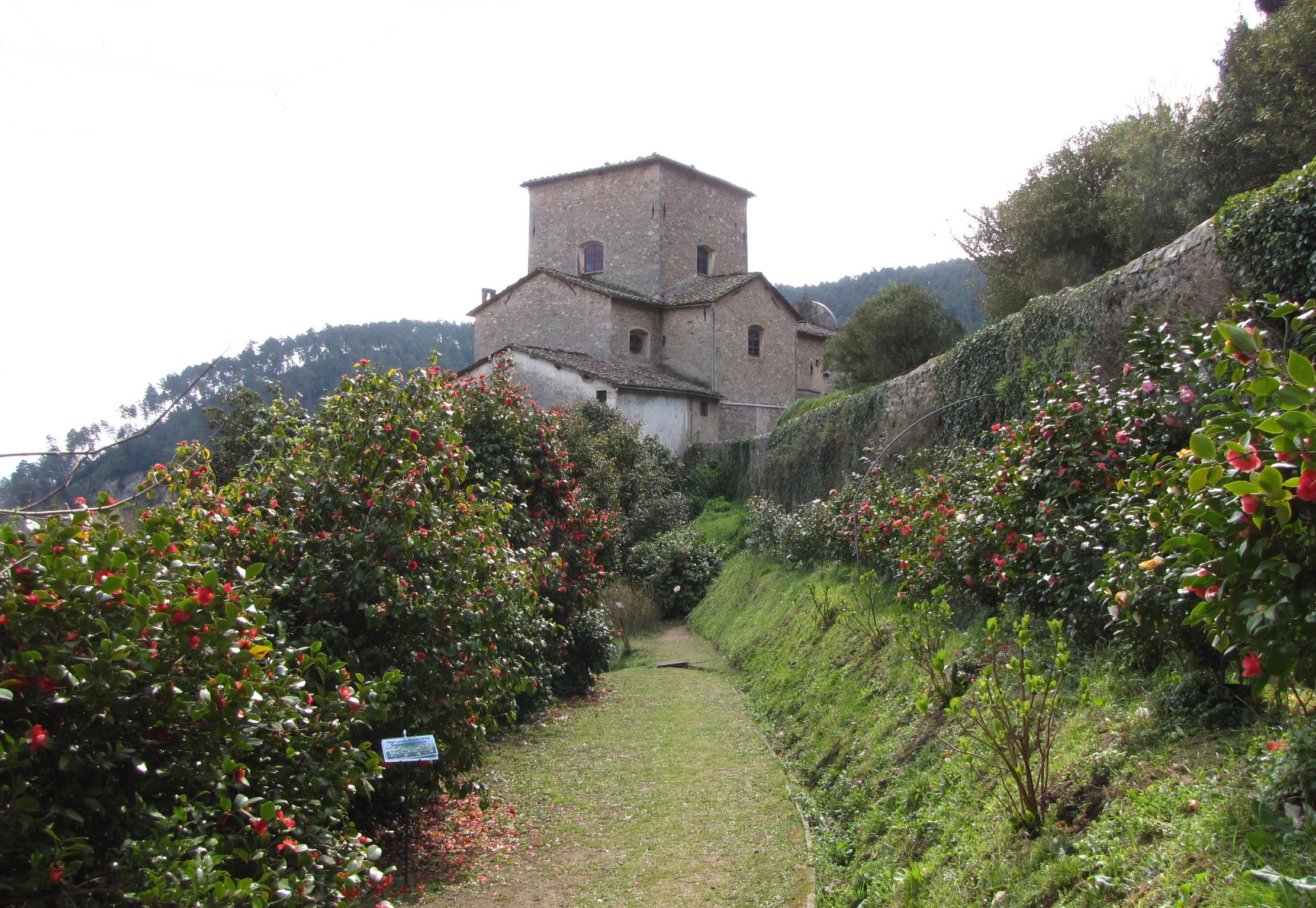 Antica Chiusa Borrini tussen thee en mooie camelia ' s - Capannori | Secret World Trip Planner
