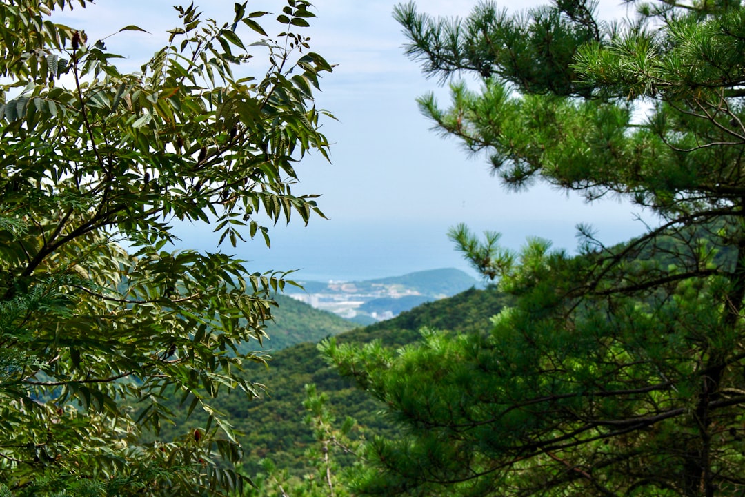 세계에서 가장 오래된 숲 FAQ: 부산에서 떠올린 질문들 - Busan | Secret World Trip Planner