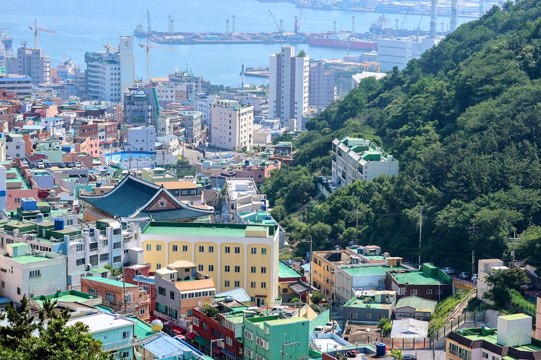 세계에서 가장 오래된 숲 FAQ: 부산에서 떠올린 질문들 - Busan | Secret World Trip Planner
