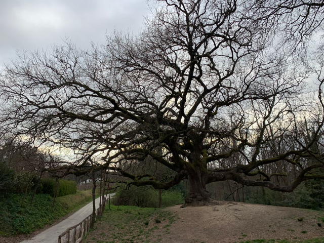 Roble de las brujas - Capannori | Secret World Trip Planner