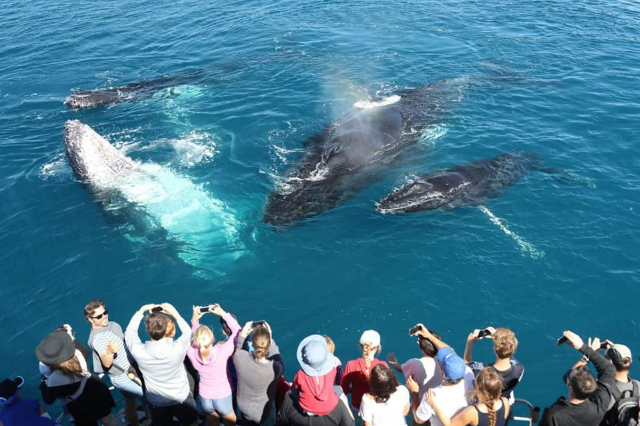 Observation des baleines à Mirissa - Mirissa | Secret World Trip Planner