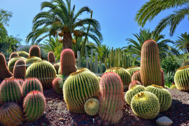 자르딘 보타니코 카나리오 비에라 이 클라비조 - Las Palmas de Gran Canaria | Secret World Trip Planner