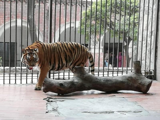 Zoo de Lahore - Lahore | Secret World Trip Planner