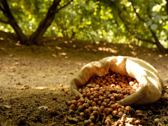 Scoprendo la Magia della Nocciola: - Baiano | Secret World Trip Planner