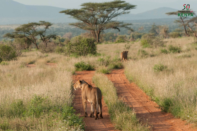 От лесов до пустынь: Дикая местность Северной Кении цвета ржавчины - Monte Kenya | Secret World Trip Planner