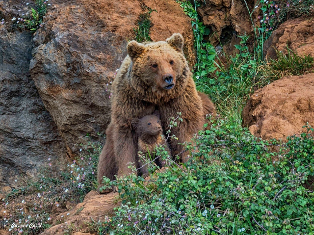 Cabárceno Natural Park - Cabárceno | Secret World Trip Planner