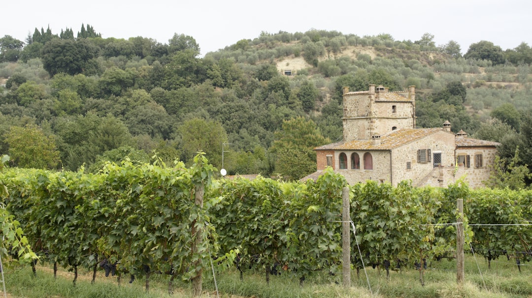 丘、古代の村やブドウ畑：ヴァルドルシア - Pienza | Secret World Trip Planner