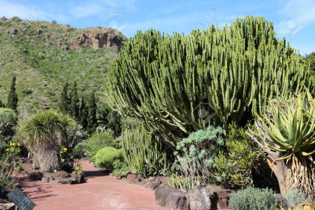 Giardino di Sanário Viéra e Lavijo - Las Palmas de Gran Canaria | Secret World Trip Planner