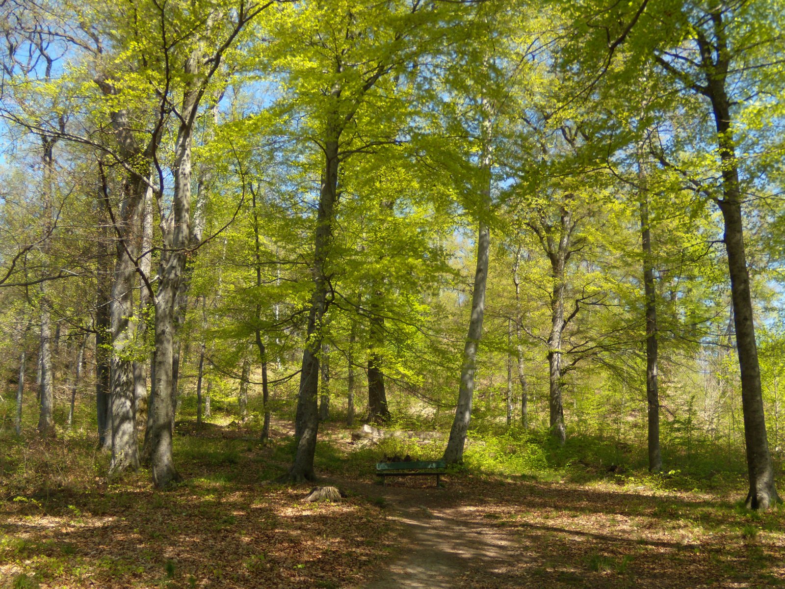 Parque Sauvabelin en Lucerna - Losanna | Secret World Trip Planner
