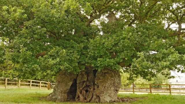 ザ・ボウソープ・オーク - Bowthorpe Park Farm | Secret World Trip Planner